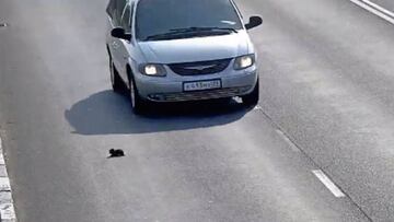 Un hombre salva la vida de un gatito que se encontraba atrapado en una autov&iacute;a en Rusia.