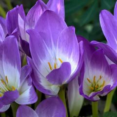 Esto es lo que dicen del azafrán español en una tienda de Dubái