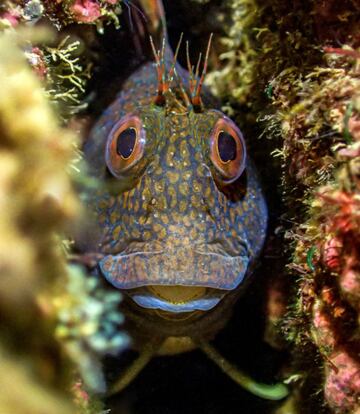 Crack rock blenny