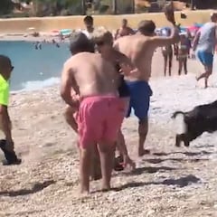 Un jabalí muerde a una mujer en una playa de Alicante