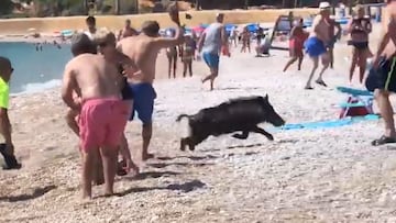 Un jabalí muerde a una mujer en una playa de Alicante