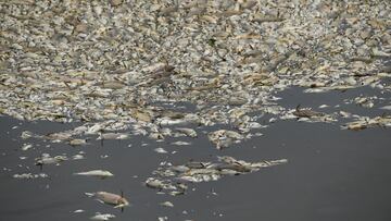 Dead fish float on the surface of the Oder river, as water contamination is believed to be the cause of a mass fish die-off, by the German border, in Krajnik Dolny, Poland, August 13, 2022. REUTERS/Annegret Hilse