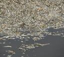 La causa de la muerte de toneladas de peces en el río Oder