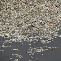 La causa de la muerte de toneladas de peces en el río Oder