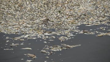 Dead fish float on the surface of the Oder river, as water contamination is believed to be the cause of a mass fish die-off, by the German border, in Krajnik Dolny, Poland, August 13, 2022. REUTERS/Annegret Hilse