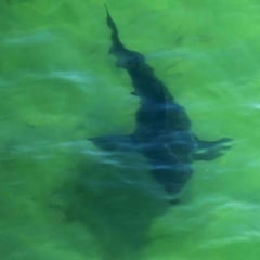 Un estudio explica la fijación de los tiburones blancos con los surfistas