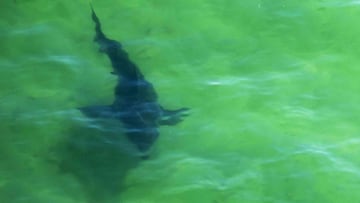 (FILES) In this file photograph taken on July 13, 2019, a great white shark swims off the shore of Cape Cod, Massachusetts. - Sharks attacking surfers or swimmers have such poor eyesight that scientists have concluded they are probably confusing them with