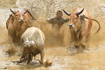 La "pacu jawi" es una carrera tradicional con toros de interés cultural que se disputa cada año en la localidad en Pariangan de Tanah Datar. Se desarrolla en campos húmedos después de la cosecha. La carrera sirve para que los ganaderos exhiban sus reses a