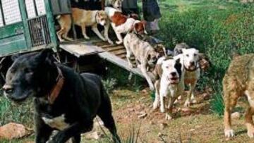 <b>ESTRENOS. </b>El dial 66 de Digital+ renueva su programación para este trimestre.