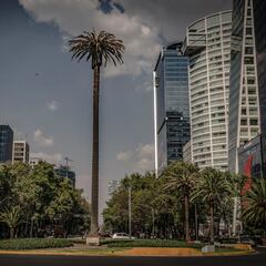 Eligen árbol que sustituirá a la Palma de Paseo de la Reforma