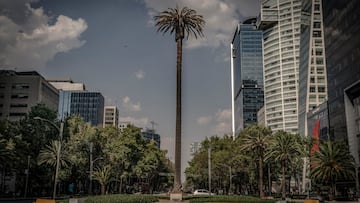 Eligen árbol que sustituirá a la Palma de Paseo de la Reforma
