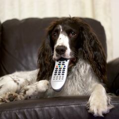 The perfect dog to get if you suffer from allergies