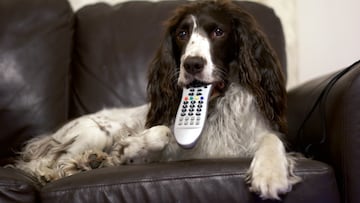 Allergic reactions to dogs or cats can cause sneezing, nasal congestion, itchy eyes, hives and other symptoms.