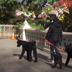 Las recomendaciones de la DGT para pasear los perros por la vía pública: ¿qué se debe hacer y qué no?