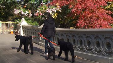 Las recomendaciones de la DGT para pasear los perros por la vía pública: ¿qué se debe hacer y qué no?