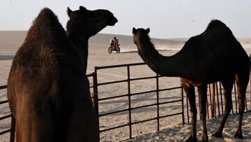 A biker rides past camels as he competes during the Stage 10 of the Dakar 2020 between Haradh and Shubaytah, Saudi Arabia, on January 15, 2020. (Photo by FRANCK FIFE / AFP)