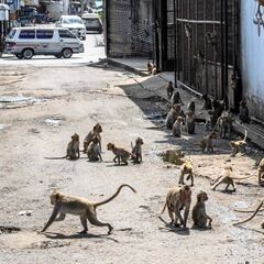 Una invasión de monos causa el caos en una ciudad de Tailandia