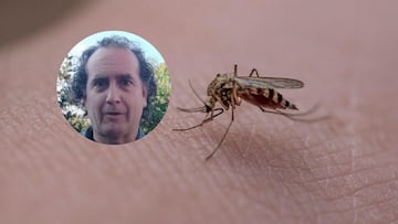 Un científico del CSIC echa por tierra los supuestos remedios contra mosquitos: “No os dejéis engañar”