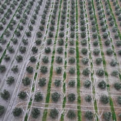 El país que quiere dar un ‘golpe comercial’ a España en uno de sus productos más exportados: “Es como venderles chocolates a los suizos”