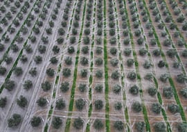 El país que quiere dar un ‘golpe comercial’ a España en uno de sus productos más exportados: “Es como venderles chocolates a los suizos”