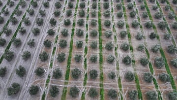 A drone view shows a flooded olive grove, during heavy rains, as storm Marta hits parts of Spain, in the outskirts of Cordoba, Spain, February 7, 2026. REUTERS/Guillermo Martinez