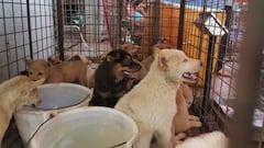 Dogs are seen in a cage at a dog meat market in Yulin, Guangxi Zhuang Autonomous Region, China June 2020 in this handout provided on June 22, 2020. Humane Society International/Handout via REUTERS THIS IMAGE HAS BEEN SUPPLIED BY A THIRD PARTY. MANDATORY C