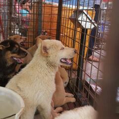 El festival de la carne de perro en China arranca, pese a la alerta sanitaria