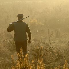 Algunos perros de caza