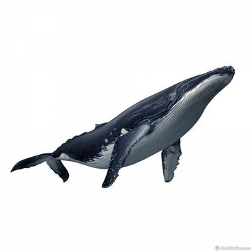 Captura de pantalla - rfb_zatokujira_ad.jpg