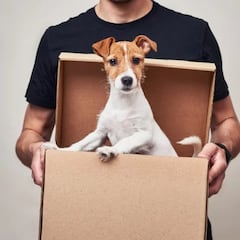 Adiós a la venta de perros y gatos en tiendas: multas de hasta 200.000 euros