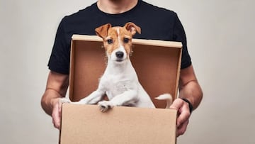 Adiós a la venta de perros y gatos en tiendas: multas de hasta 200.000 euros