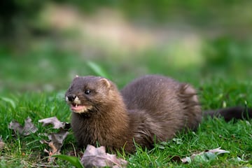 El visn europeo (Mustela lutreola) ha visto diezmada su poblacin en toda Europa, ocupando actualmente un 10% del terreno que histricamente habit. En la pennsula Ibrica su rea ocupa parte de Navarra, La Rioja, Pas Vasco, norte de Soria y nordeste de Burgos. La principal amenaza del visn europeo es el visn americano, cuyo origen son las granjas de cra en cautividad existentes para el comercio peletero. Este escape ha supuesto su asilvestramiento en el medio natural, al ser una especie muy adaptable, y al ser ms grande y feroz que la europea, el visn americano se adue?a del terreno. Adems del impacto de la especie invasora, el cambio del hbitat provocado por la humanidad y la contaminacin en ros, provoca que el visn europeo est en peligro severo de extincin.