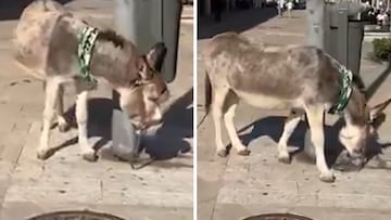 Un burro se hace viral en Huelva por llevar una bufanda del Bétis