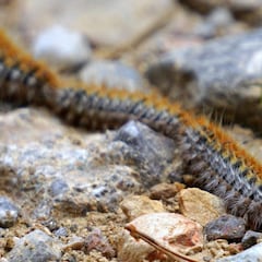 Las plagas de procesionarias amenazan a los perros