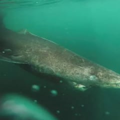 Reaparece el tiburón más viejo del mundo: más de 500 años