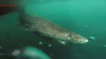 Reaparece el tiburón más viejo del mundo: más de 500 años