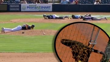 Bees stop play in baseball match