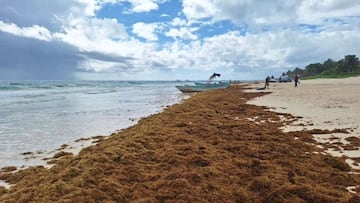 Millones de toneladas de sargazo llegan a playas de Quintana Roo este 2026. Autoridades trabajan para colocar barreras y evitar impactos negativos en el sector ambiental y turístico.