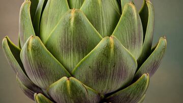 Venice’s rare spring delicacy faces extinction as rising temperatures and fraud threaten its future.