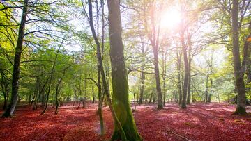 Ni Brasil ni Canadá: el país con los bosques más grandes del mundo