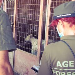 Macabro hallazgo en una finca: 15 cachorros muertos y 87 perros heridos y malnutridos