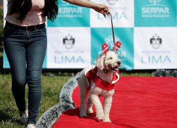 En Lima, la capital de Perú ubicada en la árida costa del Pacífico del país, han celebrado un concurso navideño para los mejores amigos del hombre.