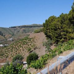 De ruta en bici por la Axarquía malagueña: Ruta de la Pasa (II)