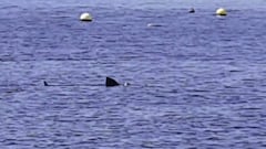 Los animales siguen ganando terreno... esta vez por mar: ojo a lo que se vio en Motril