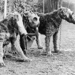 Los otros animales espías utilizados en las guerras