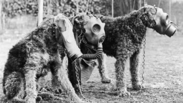 1939: Three Airedale dogs wearing their special gas masks at a Surrey kennel. They are being trained by Lt Col E. H. Richardson. (Photo by Keystone/Getty Images)