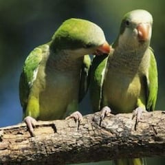 Madrid sacrificará a casi 13.000 cotorras invasoras argentinas