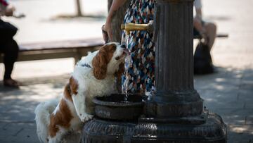 Un perro bebe de una fuente en el parque de la Barceloneta, a 13 de julio de 2022, en Barcelona, Catalunya (España). La intensa y extensa ola de calor llega hoy a su momento cumbre, aunque ese pico se mantendrá durante varios días seguidos, según la predicción de la Agencia Estatal de Meteorología (AEMET), que prevé récord de temperaturas máximas y mínimas. La segunda ola de calor del verano de 2022 comenzó oficialmente el pasado domingo 10 de julio y se prolongará, al menos, durante toda esta semana, e incluso principios de la próxima.
13 JULIO 2022;TIEMPO;CLIMA;CAMBIO CLIMÁTICO;CALOR;ALTAS TEMPERATURAS;METEOROLOGÍA;ARENA;ARENA QUEMA;SOMBRILLA;RED VOLEYBOL;SOMBRILLAS;MAR;CORRER;
David Zorrakino / Europa Press
13/07/2022