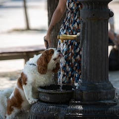 Cuáles son las razas de perro que mejor y que peor aguantan el calor