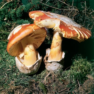 La oronja crece entre el verano y el otoño. La encontramos en terrenos silíceos y bosques aclarados, principalmente bajo encinas, castaños, robles y alcornoques. De sabor y olor agradable que se puede comer hasta crudo. El sombrero de color naranja puede medir entre 8 y 20 centímetros de diámetro y el tallo y las láminas son de color amarillo. Cuando empieza a crecer tiene el aspecto de un huevo de gallina. Como con todas las setas, hay que tener cuidado con aquellas que se le parecen como la Amanita muscaria. 